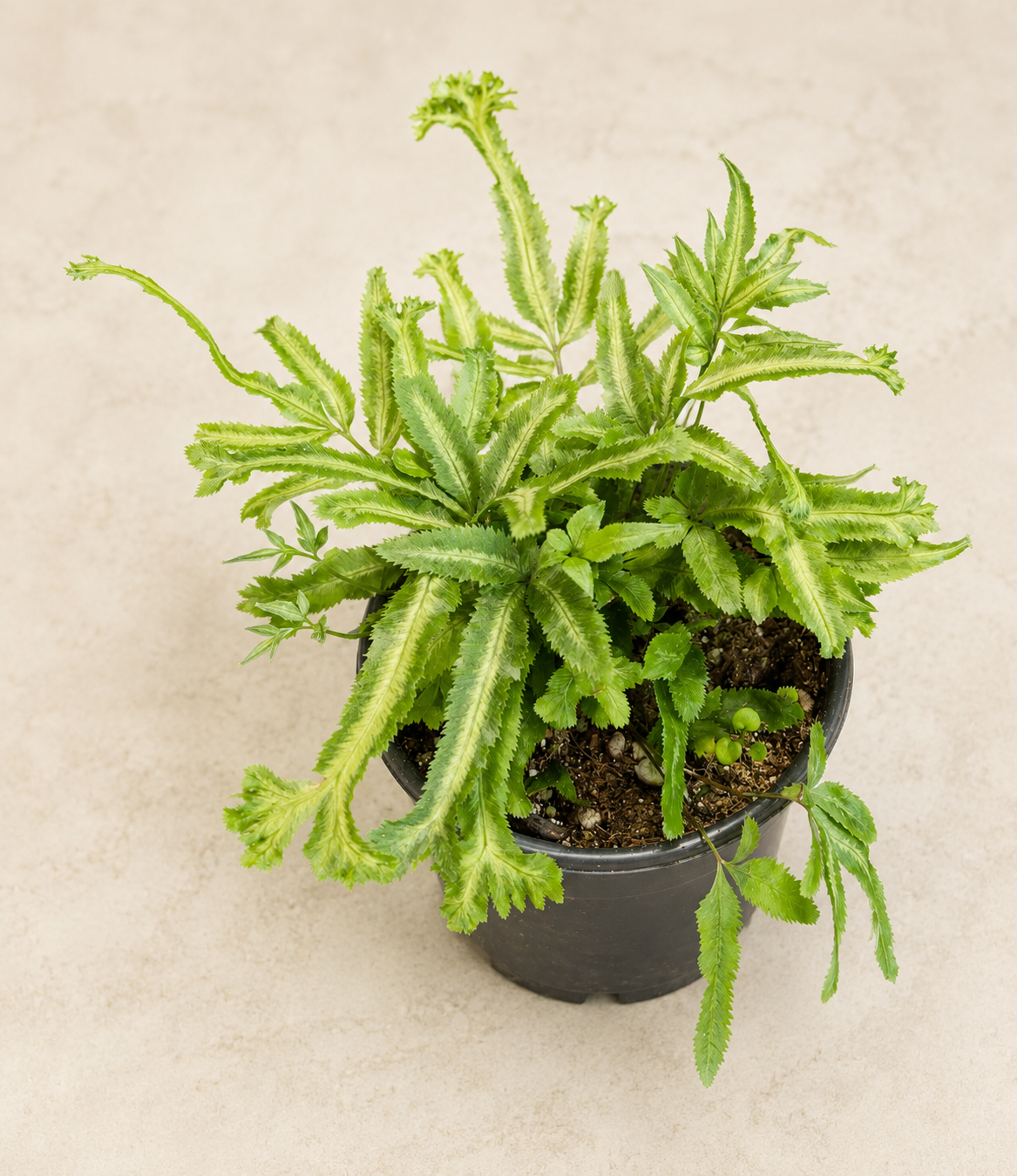 Pteris cretica Moonlight fern in a 4 inch nursery pot with bright green and silver striped fronds