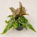 Pteris quadriaurita Tricolor fern in a 4 inch nursery pot with green bronze and red tropical foliage