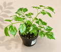 Radermachera Sinica China Doll starter plant in a 2 inch nursery pot with delicate glossy green foliage
