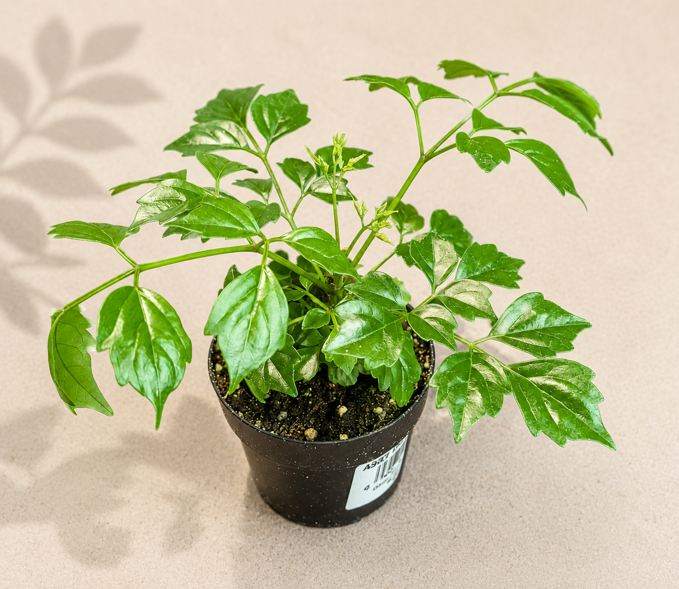 Radermachera Sinica China Doll starter plant in a 2 inch nursery pot with delicate glossy green foliage