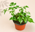 Radermachera Sinica China Doll – 4" Houseplant