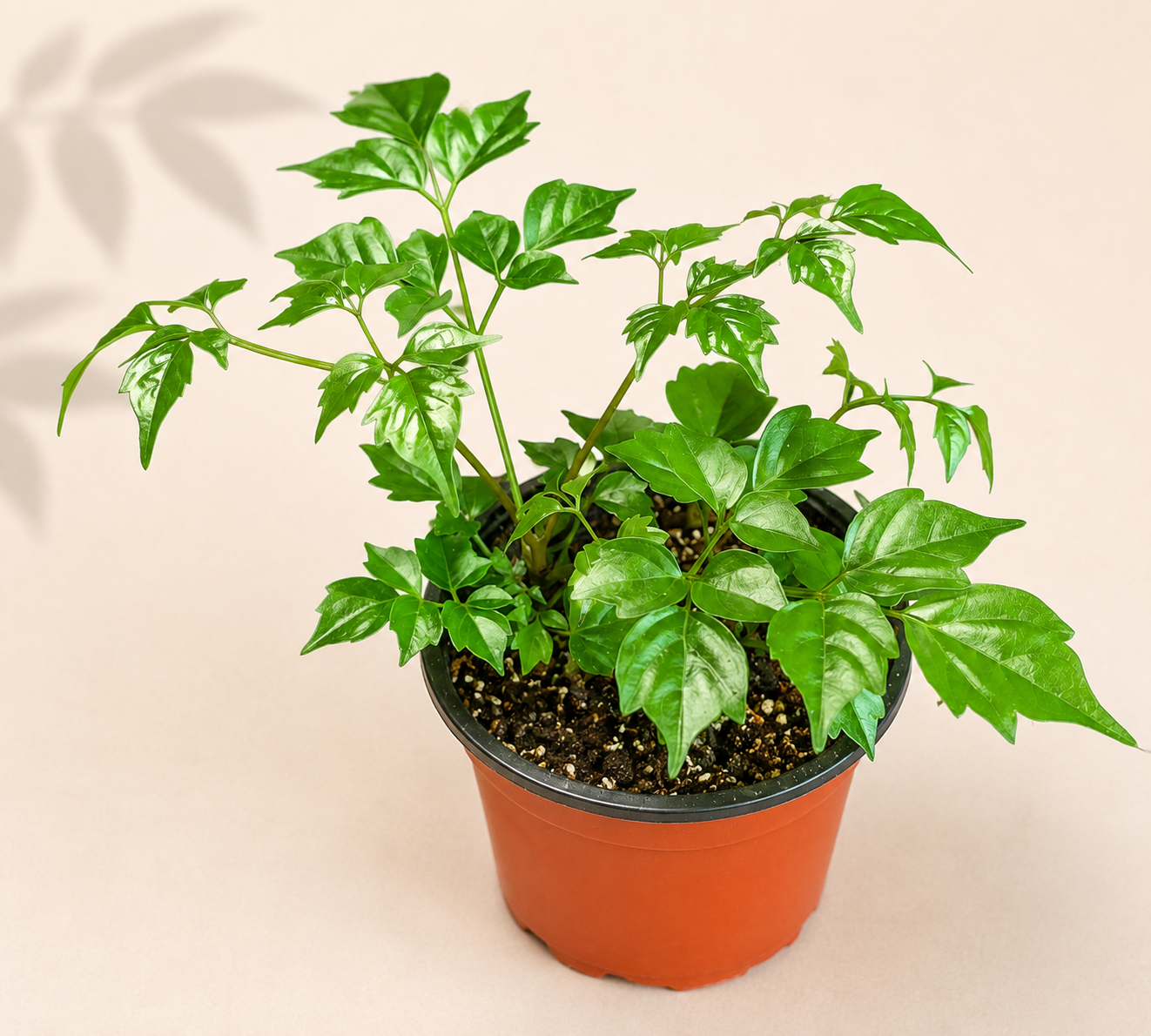 Radermachera Sinica China Doll – 4" Houseplant