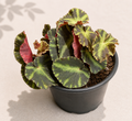 Rex Begonia Cleopatrae Botanic in a 4 inch nursery pot with colorful patterned foliage