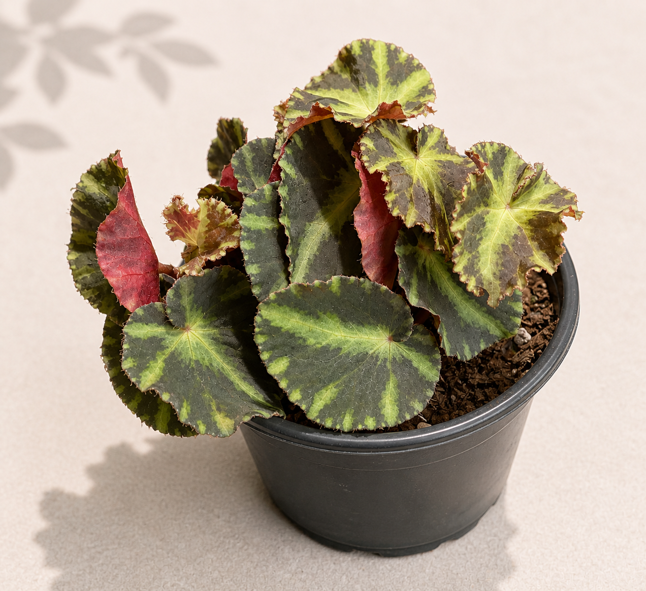 Rex Begonia Cleopatrae Botanic in a 4 inch nursery pot with colorful patterned foliage
