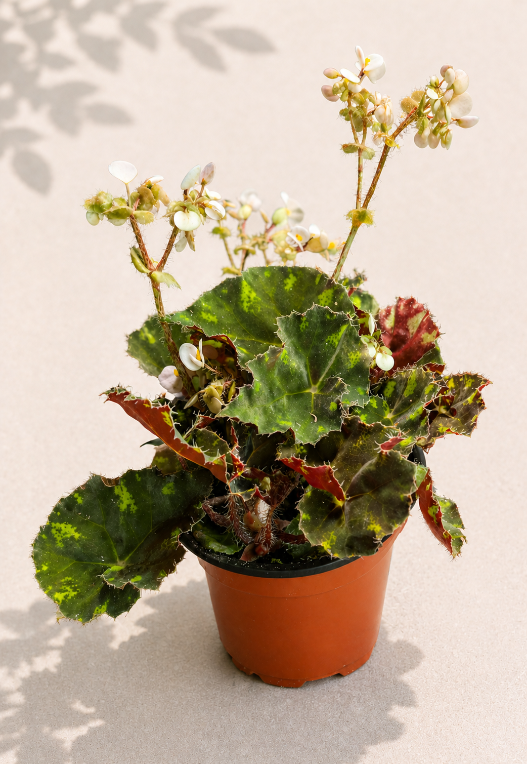 Rex Begonia Polar Shadows in a 4 inch nursery pot with dark textured leaves and silver pink accents