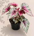 Rex Begonia Rose Splash in a 4 inch nursery pot with pink silver green and burgundy patterned foliage