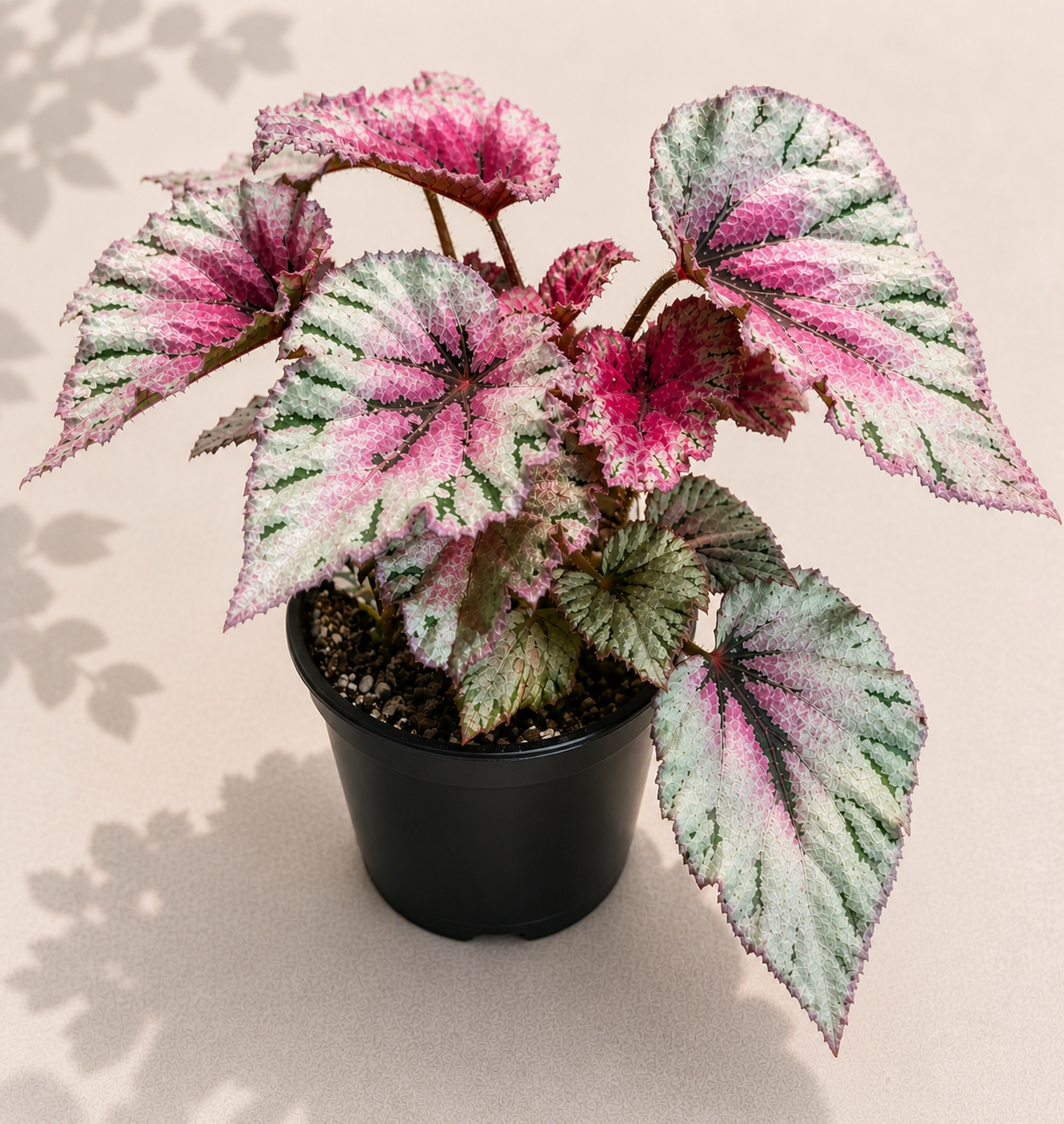 Rex Begonia Rose Splash in a 4 inch nursery pot with pink silver green and burgundy patterned foliage