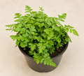 Rumohra adiantiformis Leather Leaf Fern in a 4 inch nursery pot with glossy green leathery fronds