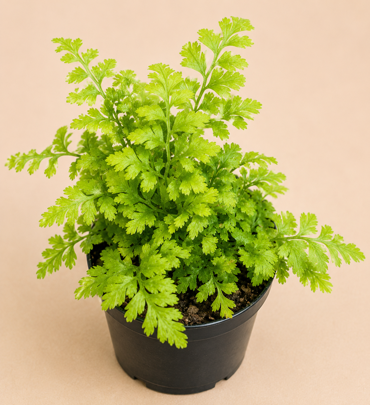 Rumohra adiantiformis Leatherleaf Fern in a 2 inch nursery pot with glossy green leathery fronds