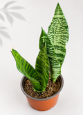 Sansevieria Black Coral snake plant in a 6 inch nursery pot with upright green and silver patterned leaves