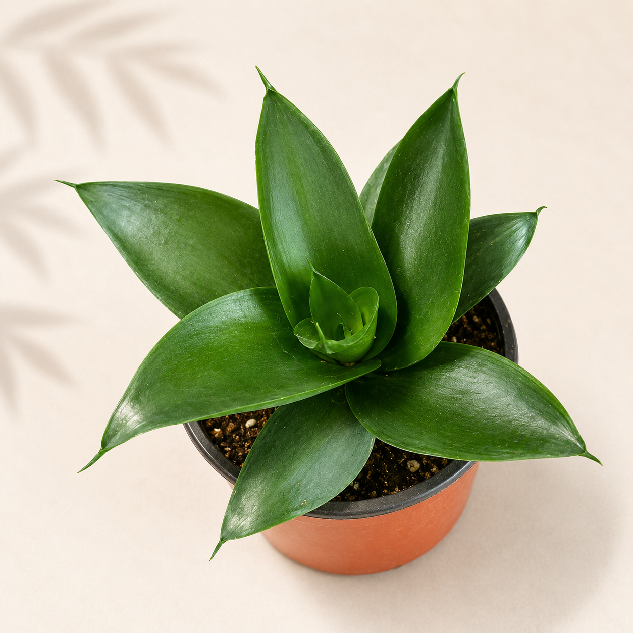 Sansevieria Black Jade Hahnii snake plant in a 4 inch nursery pot with compact dark green rosette foliage