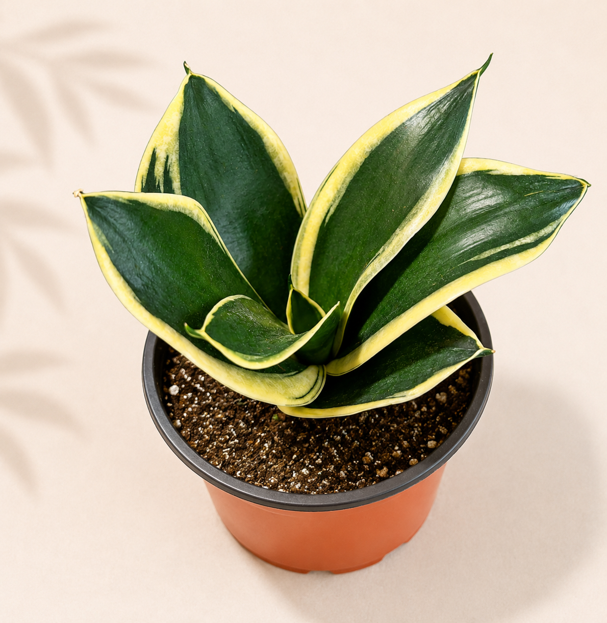 Sansevieria Hahnii Jade Pagoda snake plant in a 4 inch nursery pot with green leaves and yellow variegated edges
