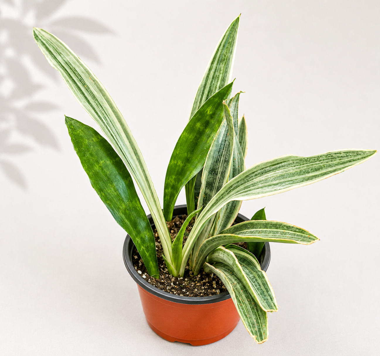Sansevieria Sayuri – 6" Snake Plant