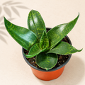 Sansevieria Starpower snake plant in a 4 inch nursery pot with compact green rosette foliage