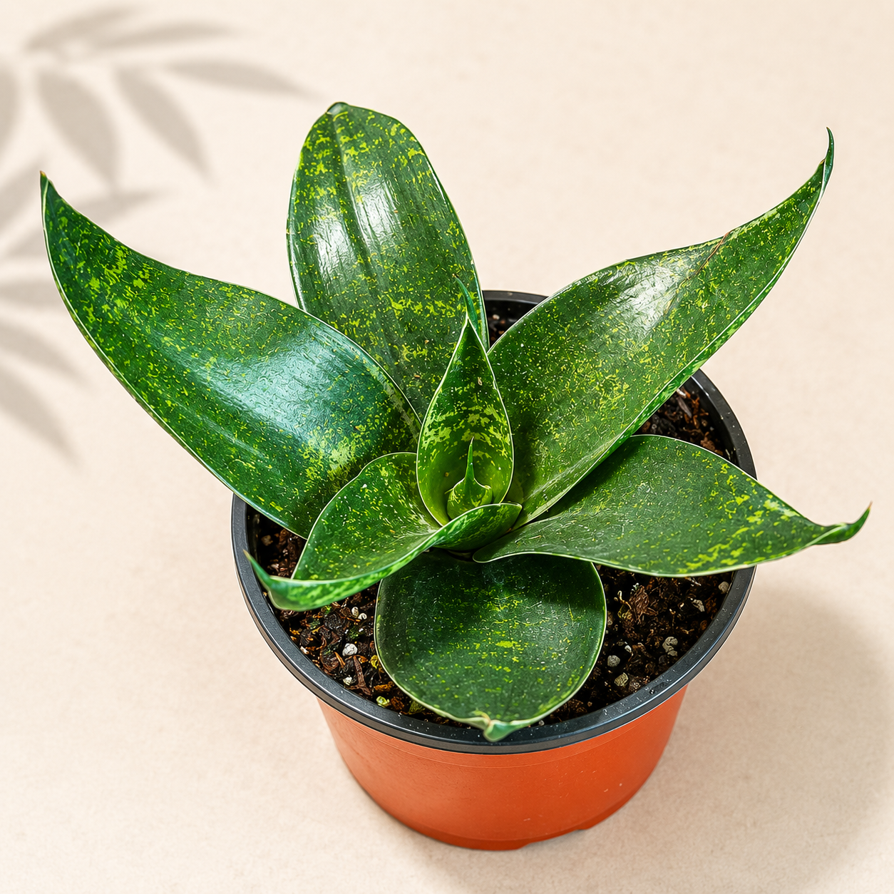 Sansevieria Starpower snake plant in a 4 inch nursery pot with compact green rosette foliage