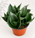 Sansevieria Trifasciata Black Jade Hahnii – 6" Snake Plant