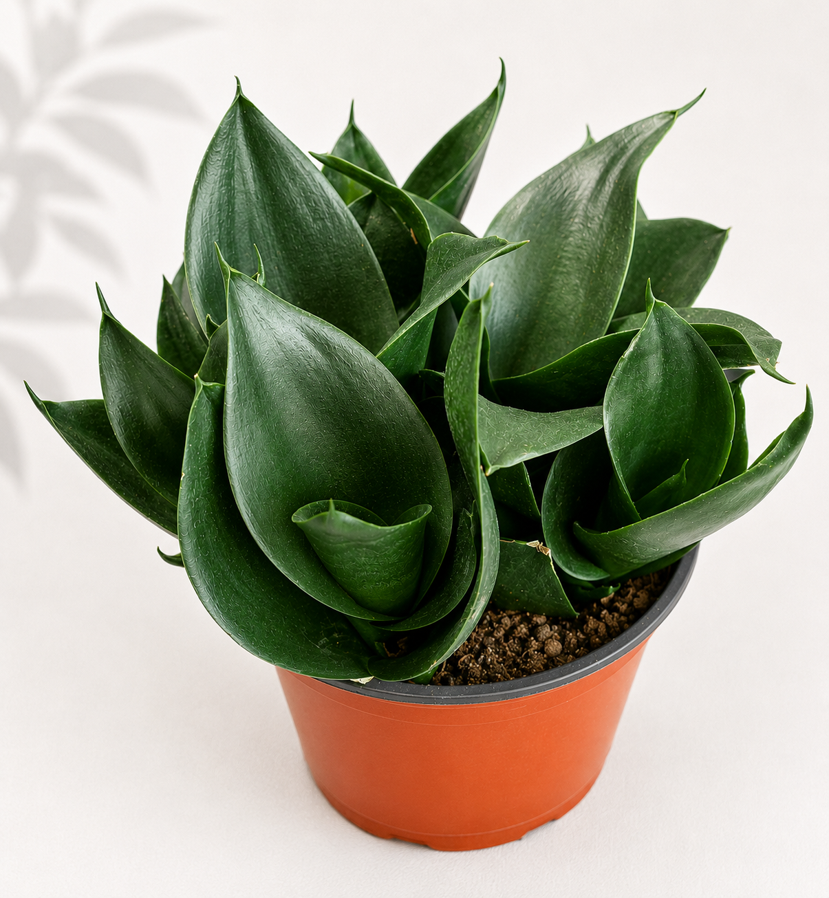 Sansevieria Trifasciata Black Jade Hahnii – 6" Snake Plant