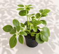 Schefflera Arboricola – 2" Dwarf Umbrella Tree