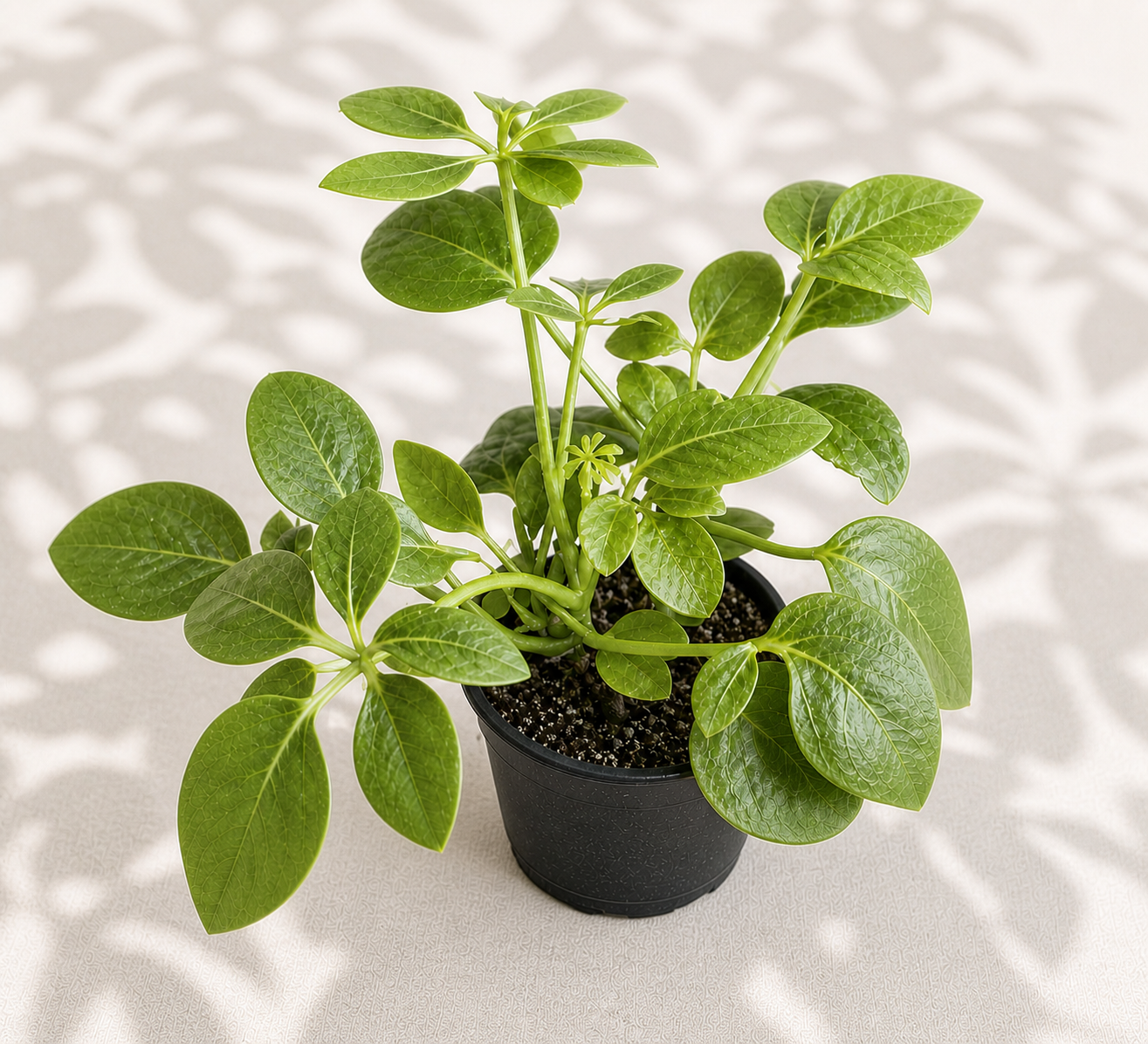 Schefflera Arboricola – 2" Dwarf Umbrella Tree