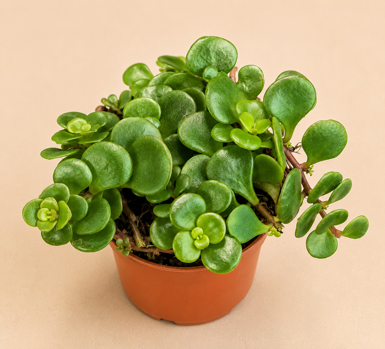 Sedum tetractinum Coral Reef succulent in a 2 inch nursery pot with small rounded green leaves