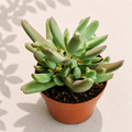 Senecio Hallianus String of Blue Beans in a 2 inch nursery pot with trailing blue green succulent leaves
