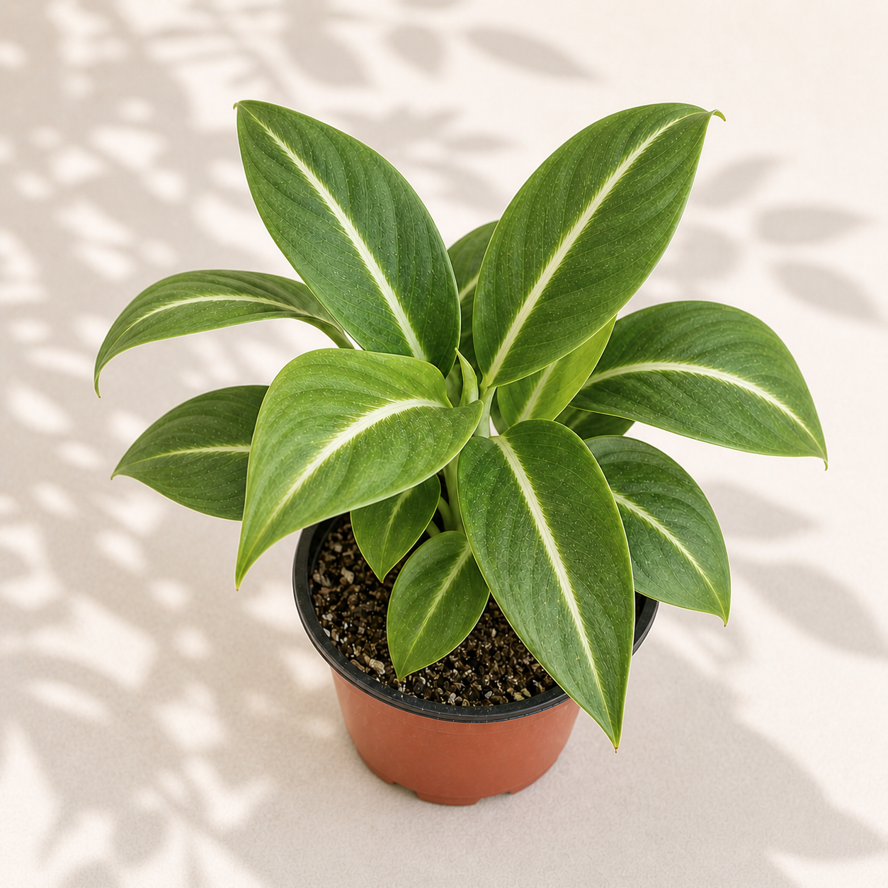 Spathiphyllum Silver Streak in a 4 inch nursery pot with glossy green leaves and silver white center streaks