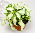 Syngonium Three Kings plant in a 6 inch nursery pot with green and creamy white variegated foliage