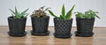 5.5 inch black textured pot with saucer for a 4 inch plant drop