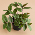 Tradescantia Baby Bunny Bellies starter plant in a 2 inch nursery pot with fuzzy green leaves and purple undersides