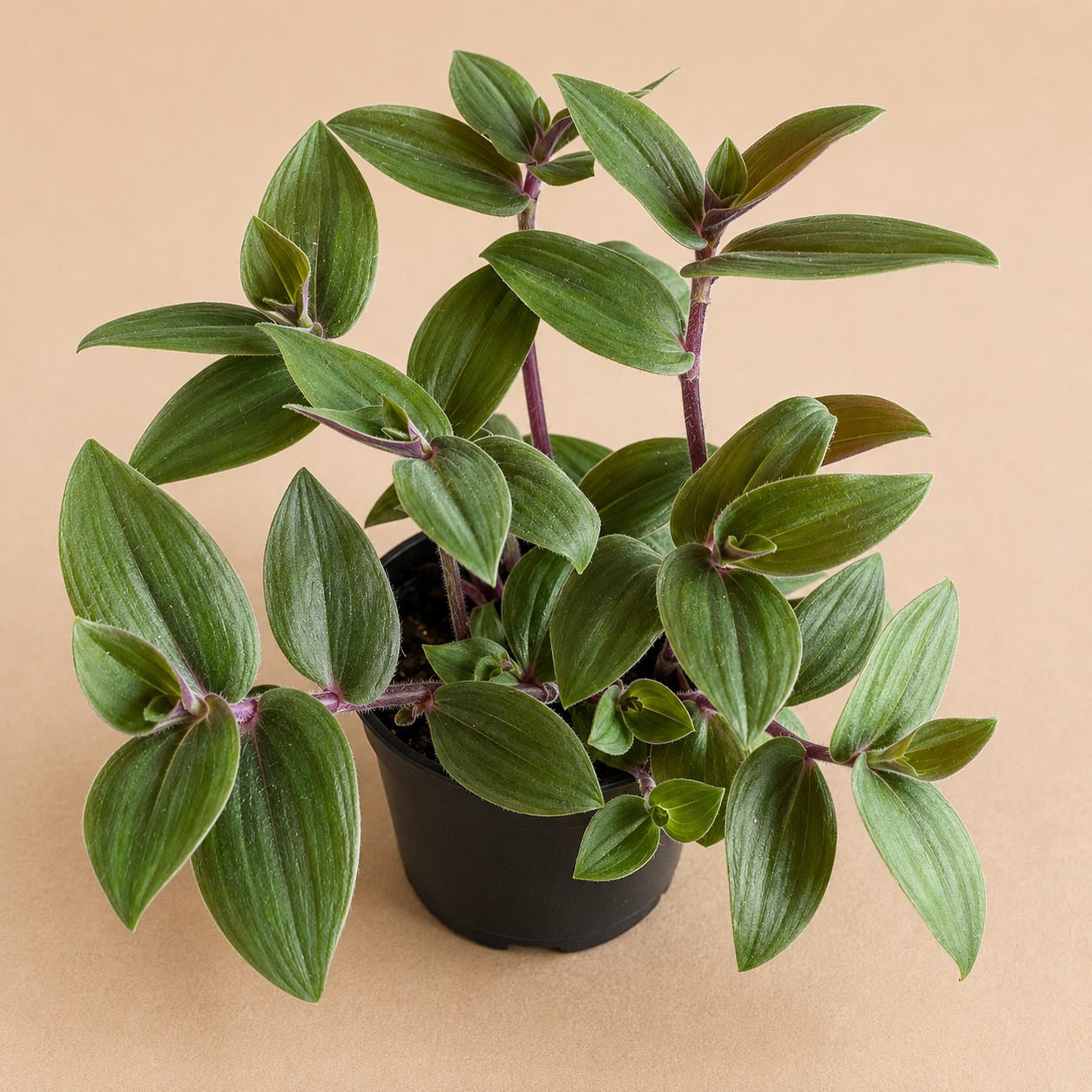Tradescantia Baby Bunny Bellies starter plant in a 2 inch nursery pot with fuzzy green leaves and purple undersides