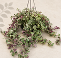 Tradescantia Baby Bunny Bellies Variegated in a 6 inch hanging basket with trailing green cream and purple foliage