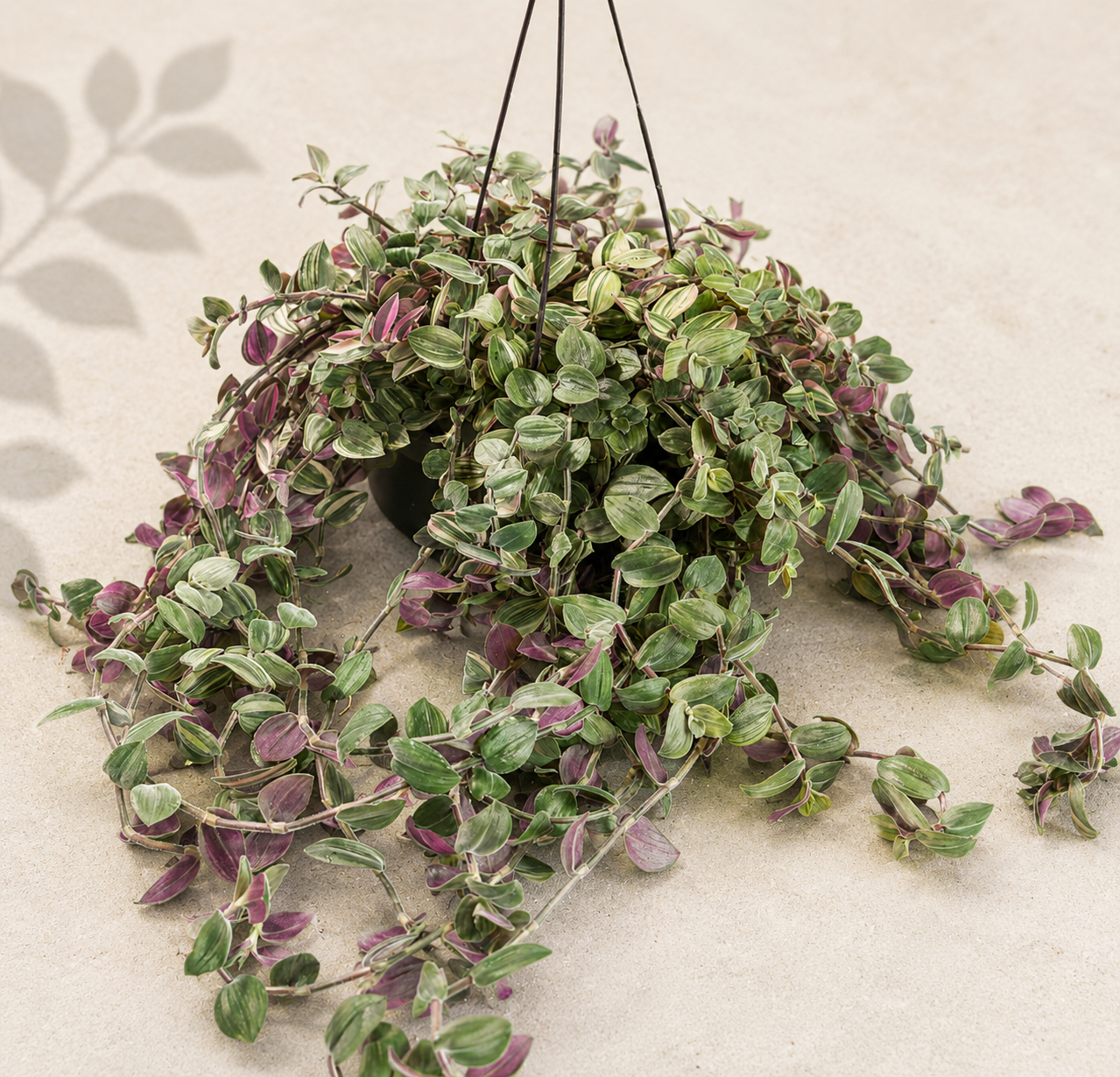 Tradescantia Baby Bunny Bellies Variegated in a 6 inch hanging basket with trailing green cream and purple foliage