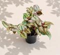 Tradescantia Burgundy – 2" Color Foliage Plant