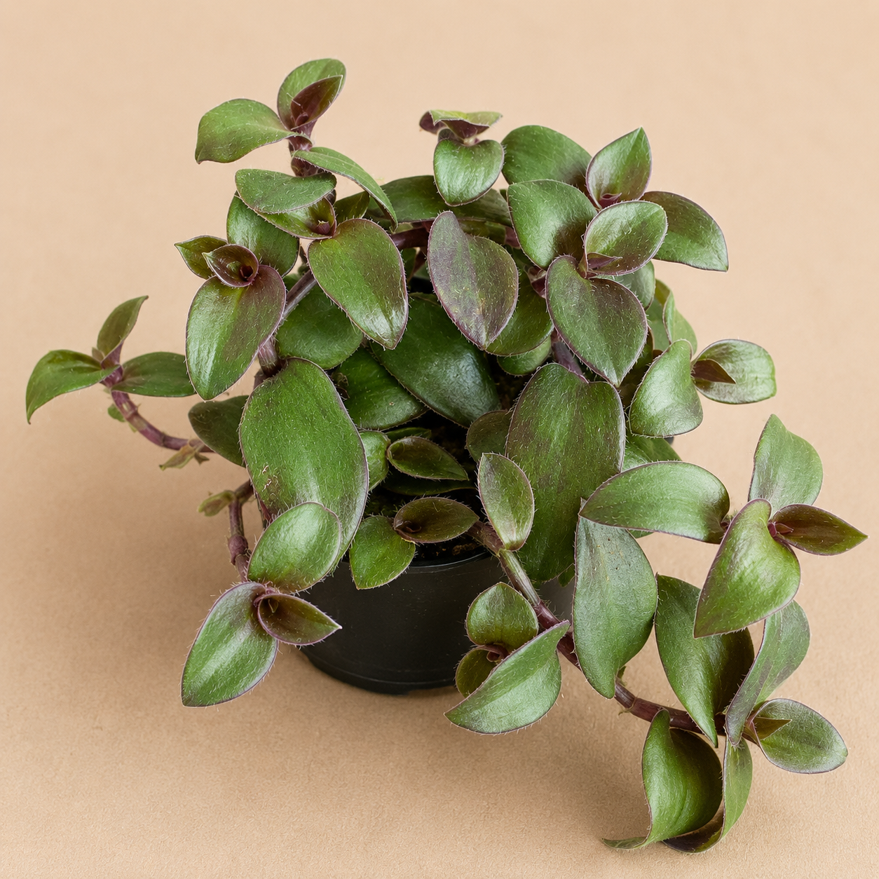 Tradescantia Hijau Baru starter plant in a 2 inch nursery pot with green trailing foliage