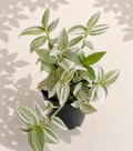 Tradescantia Lollipop 2 inch trailing houseplant in small pot with green foliage