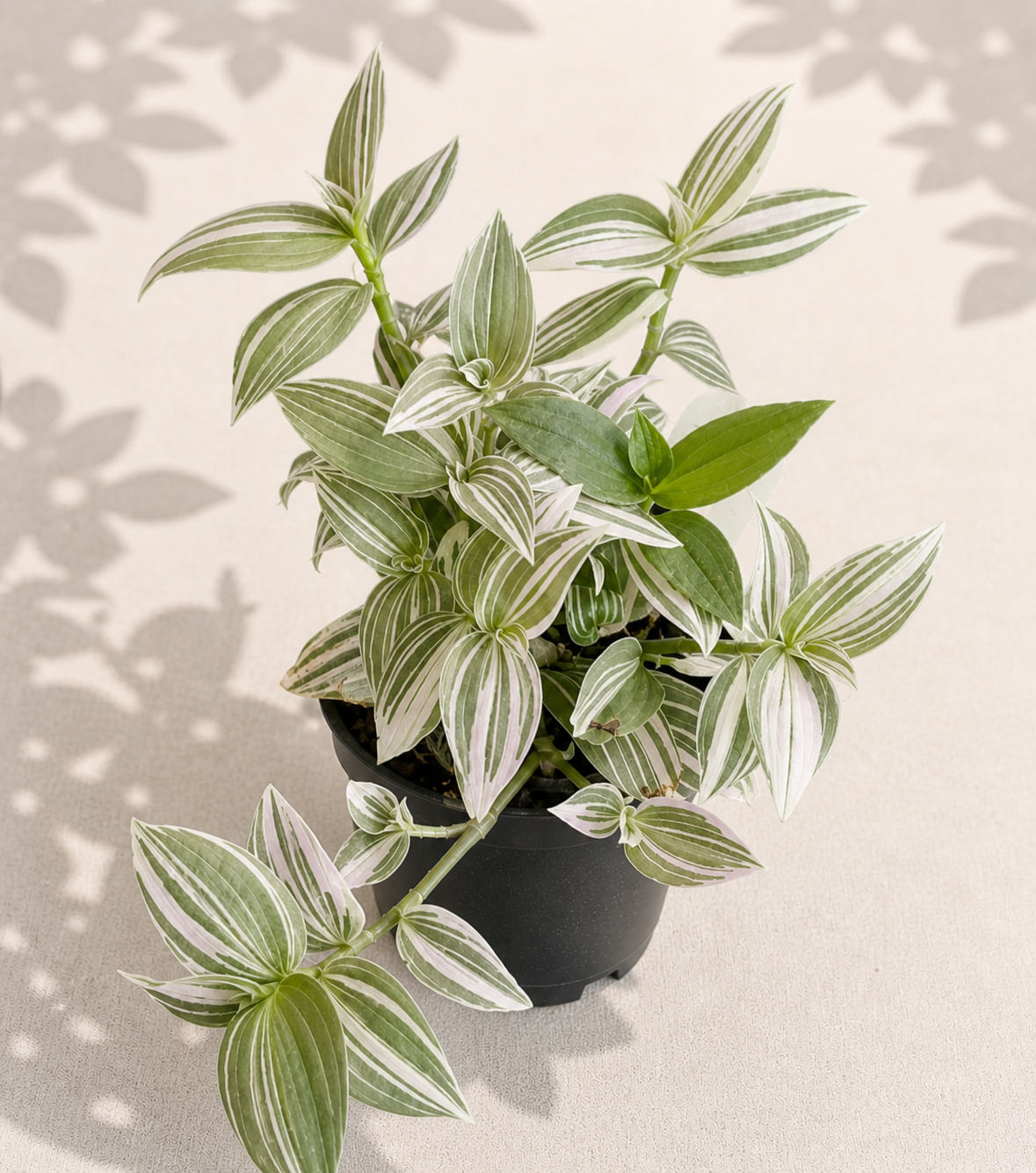 Tradescantia Lollipop 2 inch trailing houseplant in small pot with green foliage