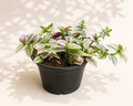 Tradescantia Lollipop in a 4 inch nursery pot with green cream and soft pink striped foliage