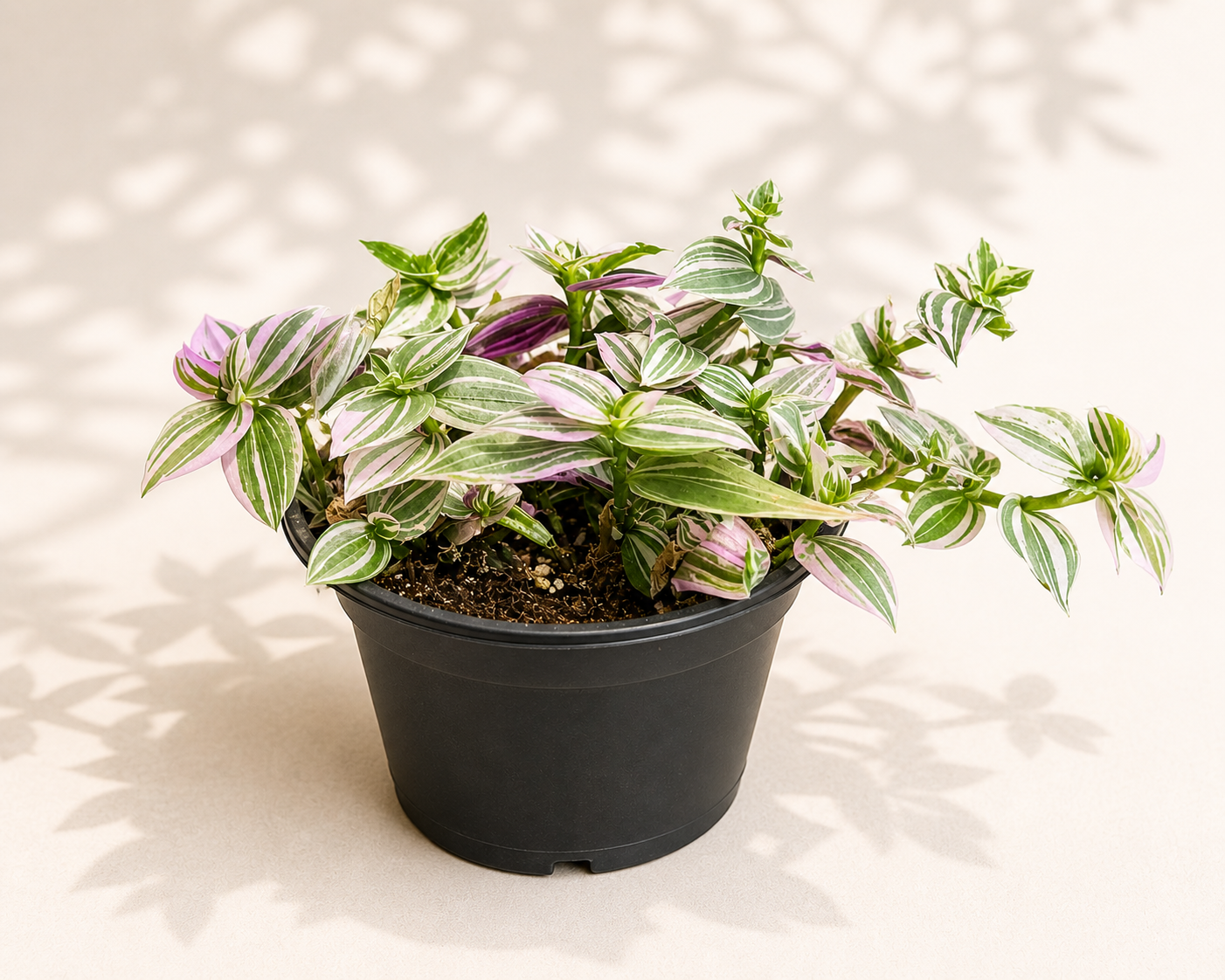 Tradescantia Lollipop in a 4 inch nursery pot with green cream and soft pink striped foliage