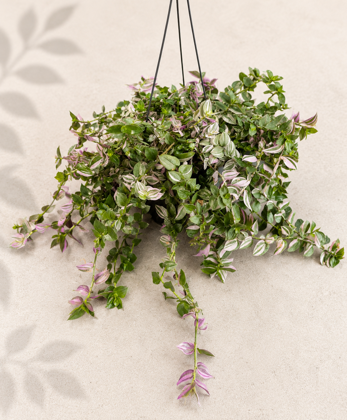 Tradescantia Lollipop in a 6 inch hanging basket with trailing green white and pink foliage