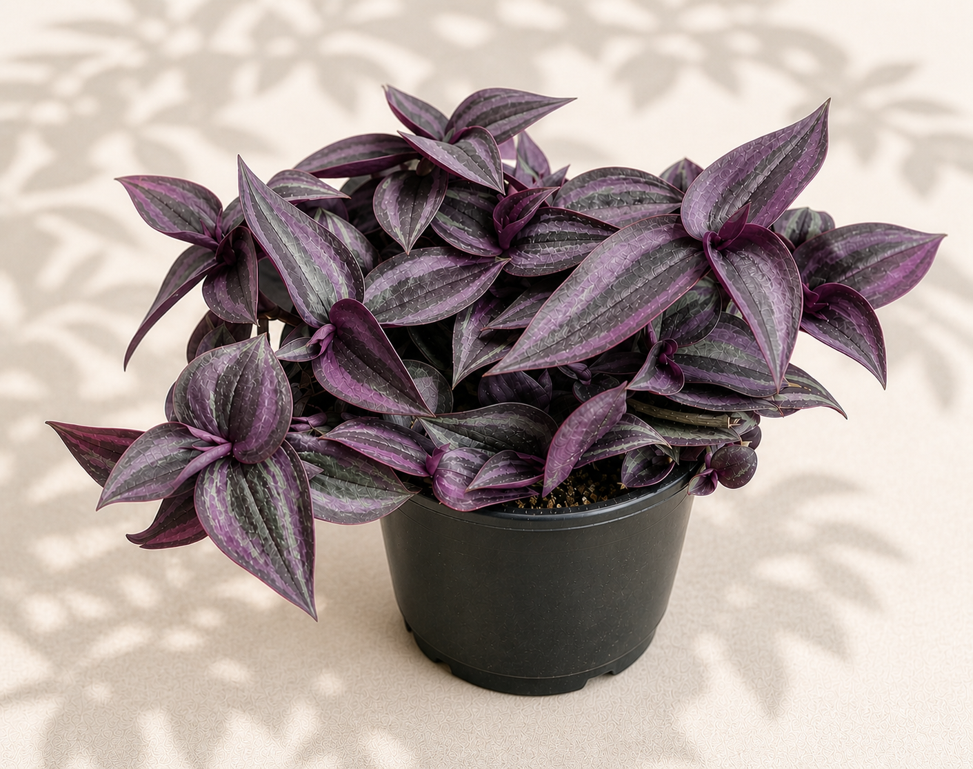 Tradescantia Mini Red – 4" Color Foliage Plant