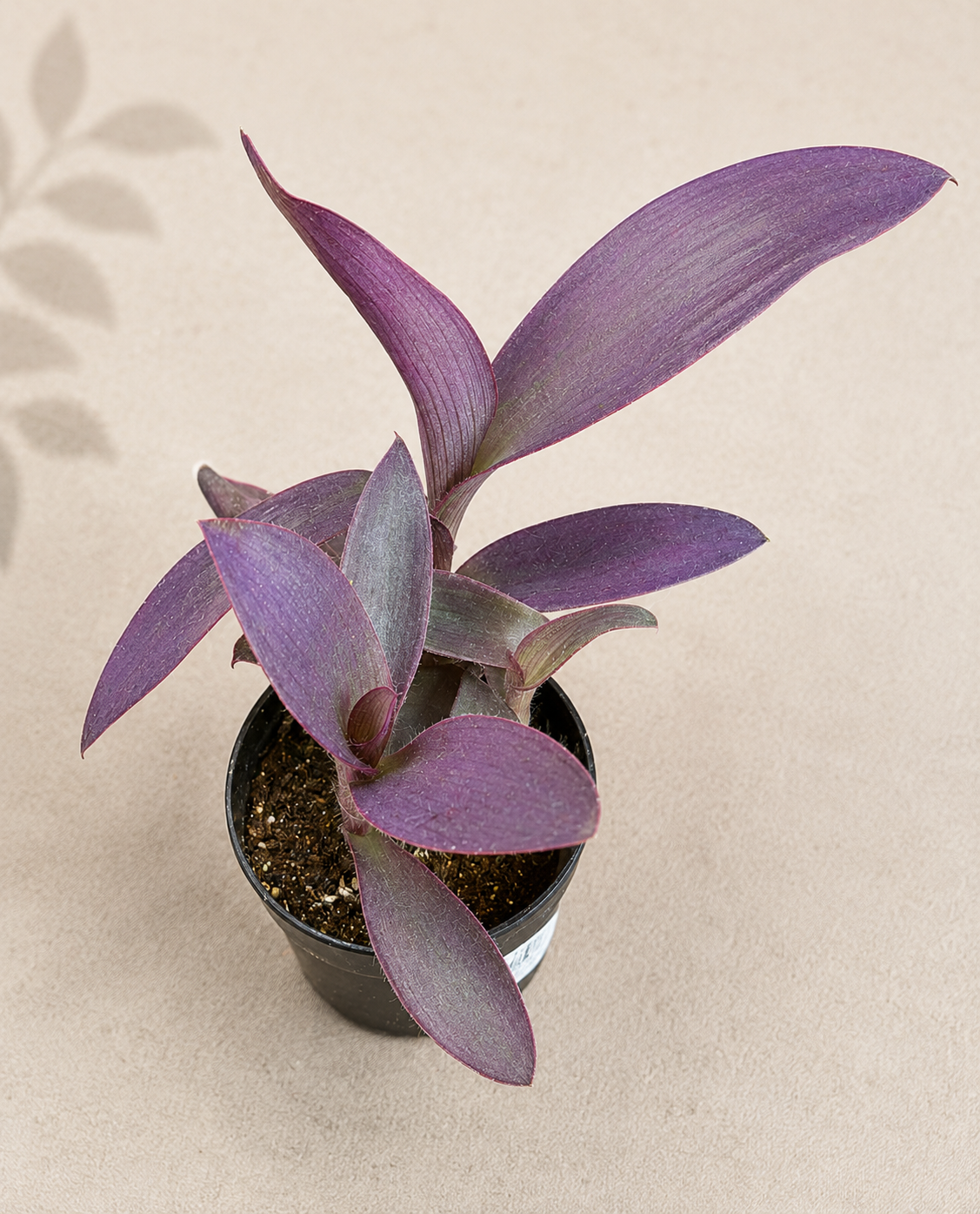 Tradescantia Purple Heart – 2" Starter Plant