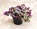 Variegated Tradescantia Zebrina houseplant with purple, green, and silver striped foliage in a black nursery pot.