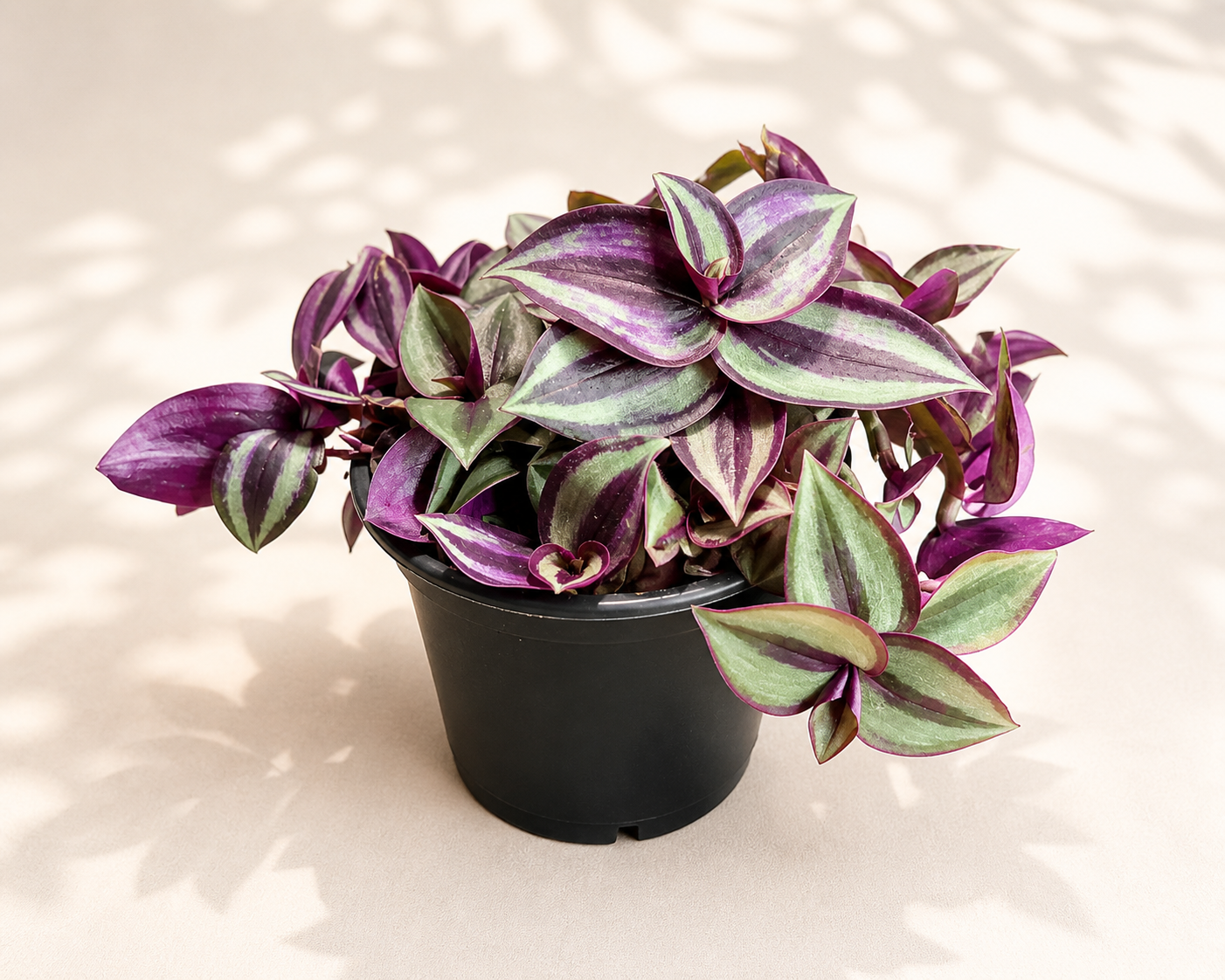 Variegated Tradescantia Zebrina houseplant with purple, green, and silver striped foliage in a black nursery pot.