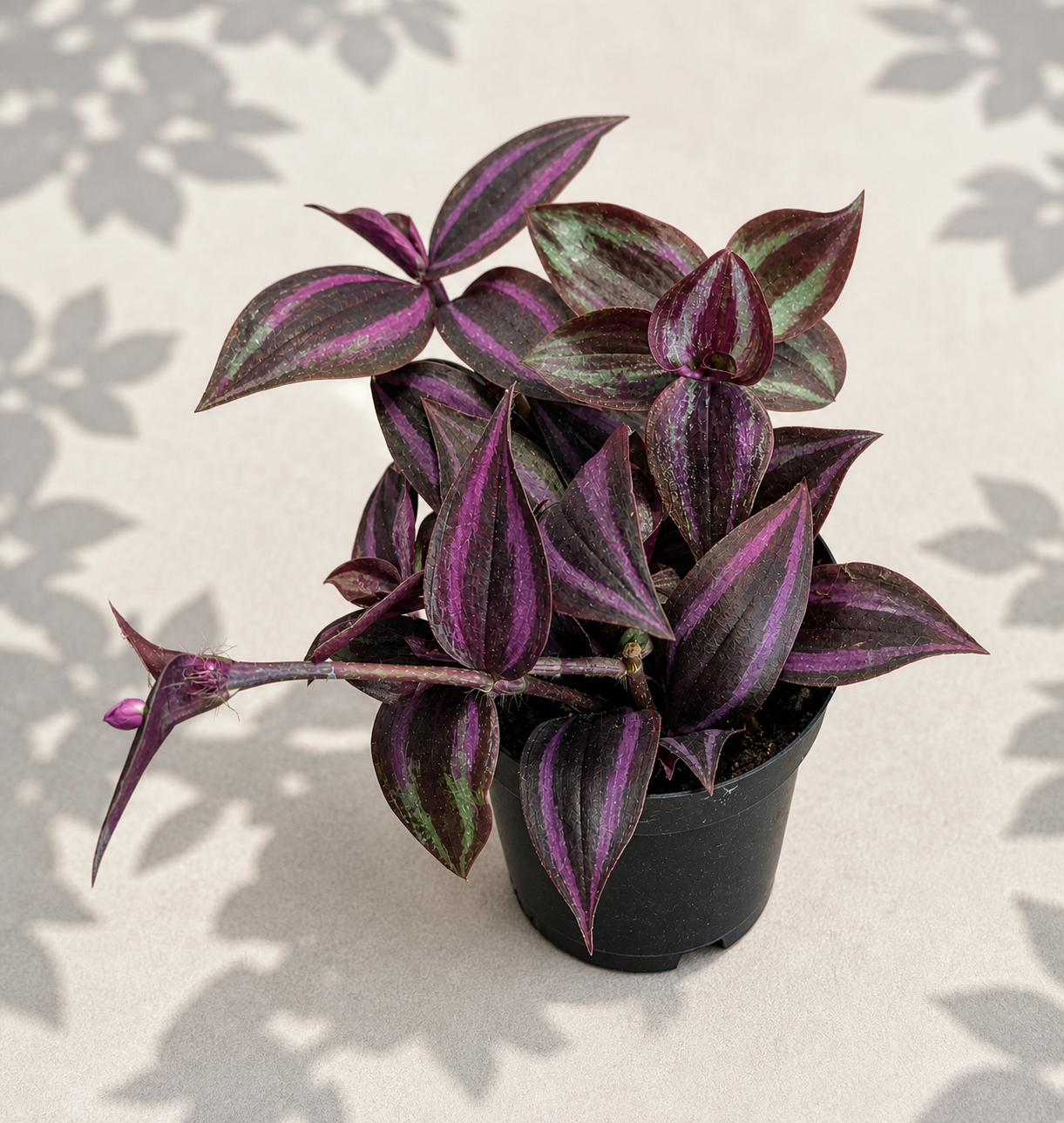 Tradescantia Zebrina Red in a 2 inch nursery pot with burgundy purple green and silver trailing foliage