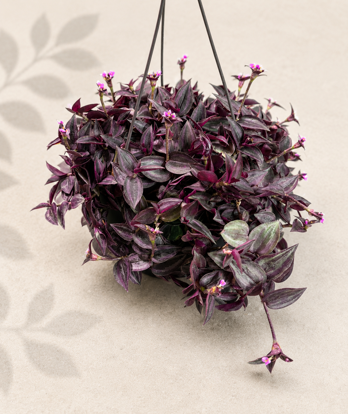 Tradescantia Zebrina Red Mini in a 6 inch hanging basket with trailing green silver and purple red foliage