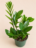 Zamioculcas zamiifolia ZZ Plant in a 4 inch nursery pot with glossy green upright foliage