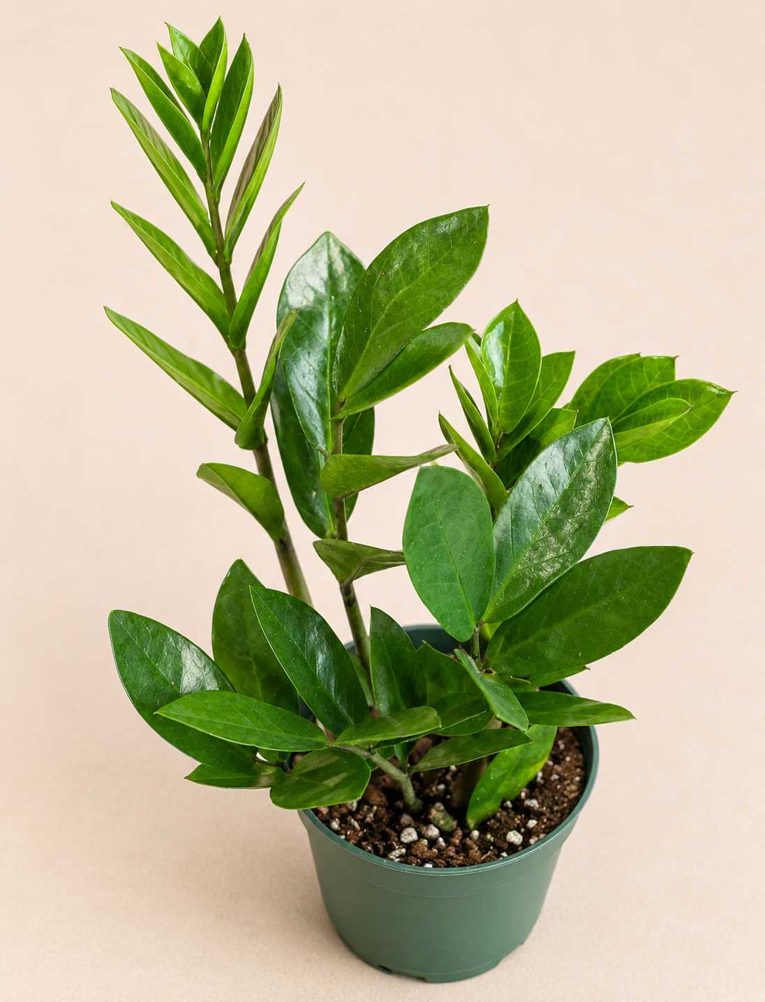Zamioculcas zamiifolia ZZ Plant in a 4 inch nursery pot with glossy green upright foliage