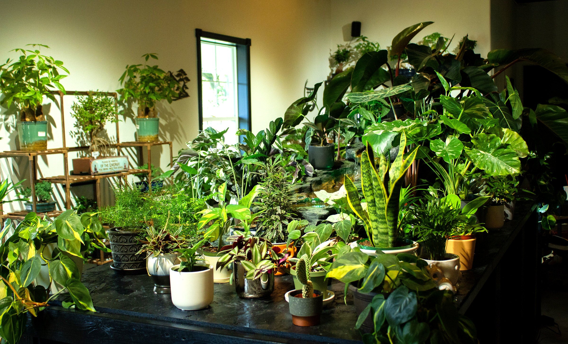 Inside Grounded Gardens plant shop in Spokane