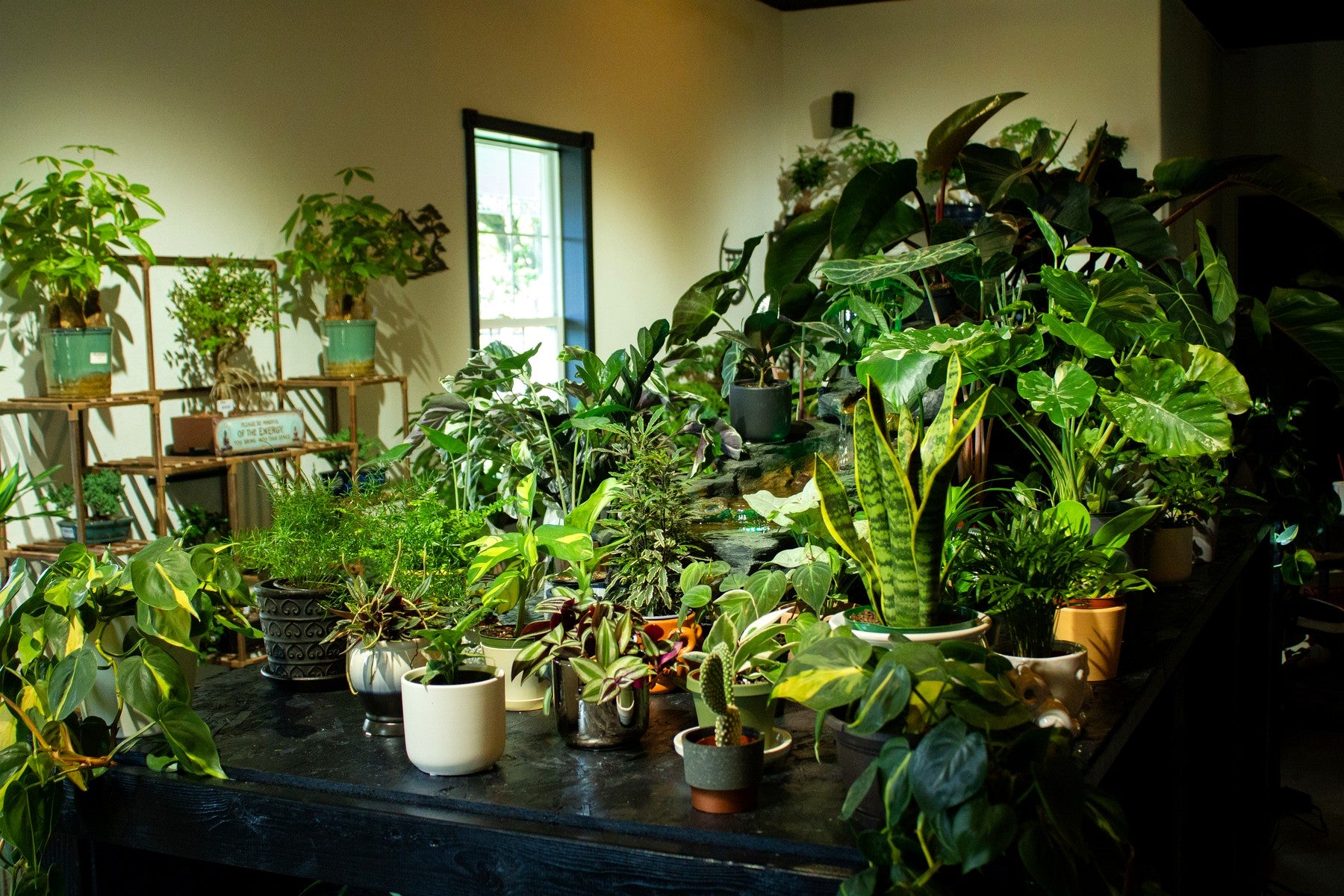 Plant displays inside Grounded Gardens