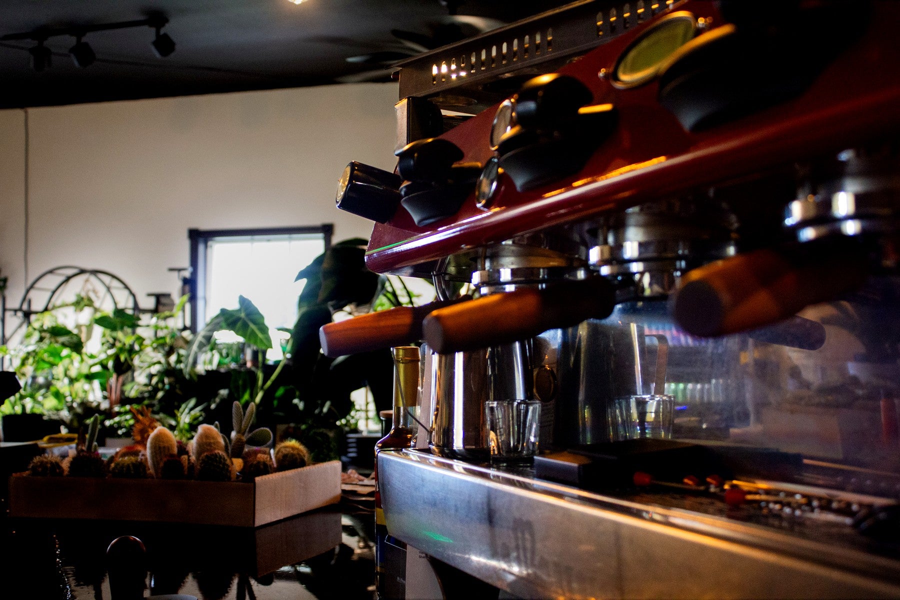 Plants and coffee counter inside Grounded Gardens
